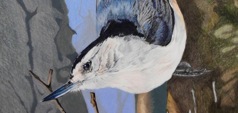 Nuthatching